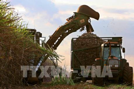 Thị trường nông sản tuần qua: Giá đậu tương tăng, giá lúa mỳ giảm