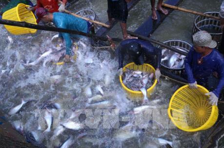 Thủy sản Việt Nam theo xu hướng tiêu dùng thế giới