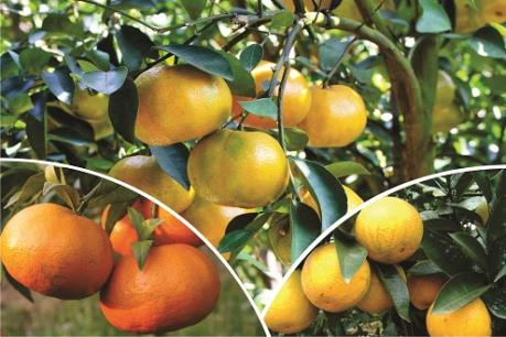 Sắp có Lễ hội cây ăn quả có múi và Hội chợ nông nghiệp tỉnh Hòa Bình