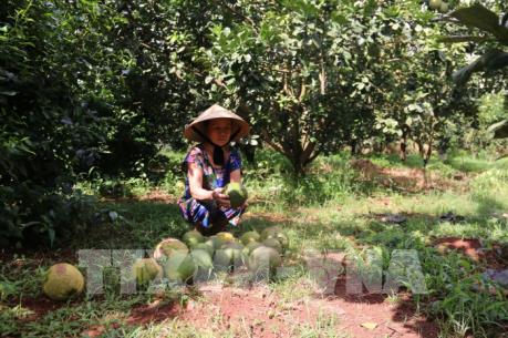 Truy tìm đối tượng trộm bưởi của dân