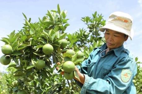 Ứng dụng tiến bộ kỹ thuật trong sản xuất cây ăn quả có múi (Kỳ 1) 