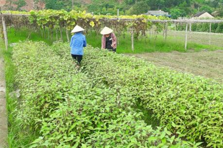 HTX Rừng Thông mở rộng quy mô sản xuất theo nhu cầu thị trường