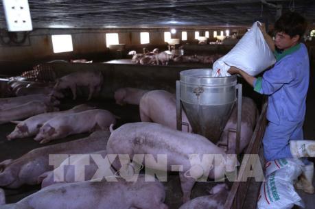 Giá lợn tăng: Người nuôi vẫn lo ngại về rủi ro