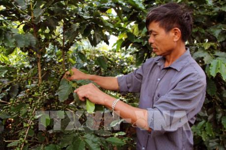 Xây dựng thương hiệu cà phê qua chỉ dẫn địa lý