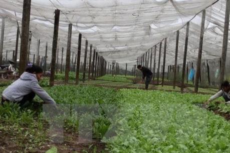 Khai thác hiệu quả nguồn vốn vay từ quỹ hỗ trợ nông dân