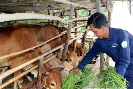 Ninh Binh: Khoản vay nhỏ, lợi ích to 