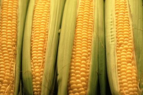 Thị trường nông sản tuần qua: Giá ngô giao kỳ hạn giảm hơn 4%