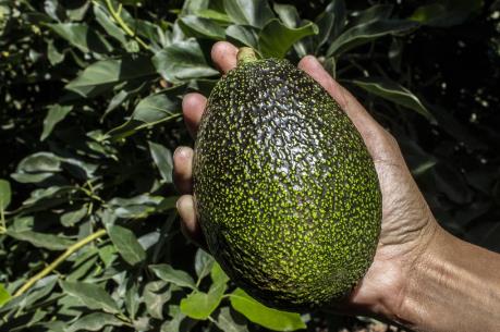 Quả bơ Chile  được người tiêu dùng Trung Quốc ưa chuộng