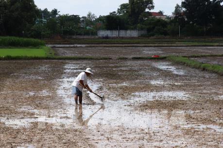 Đồng Tháp dừng xuống giống vụ lúa Thu Đông