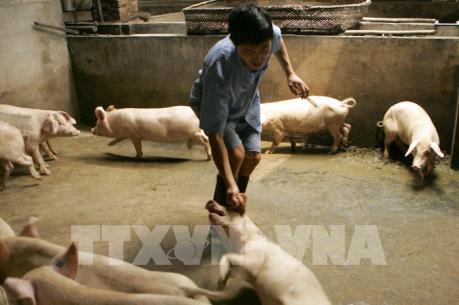 Kiến nghị một số giải pháp phòng, chống dịch tả lợn châu Phi