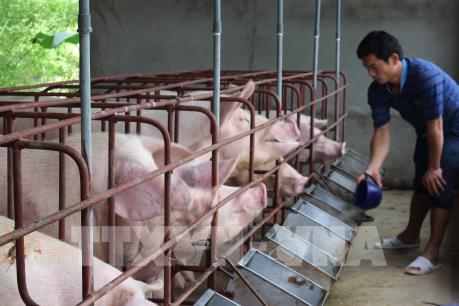 Giá lợn giống tại Bạc Liêu tăng mạnh, cung vẫn không đủ cầu