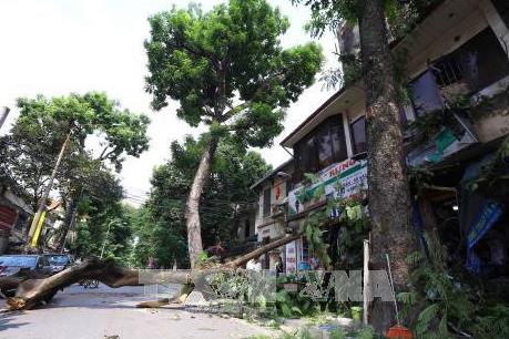 Cây đổ đè sập nhà dân khiến 2 mẹ con tử vong