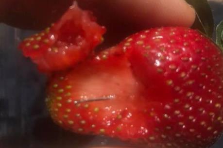 Australia: Chiếc kim khâu hủy hoại cả ngành công nghiệp trái cây tươi