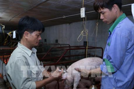 Cả nước không còn ổ dịch cúm gia cầm, tai xanh, lở mồm long móng