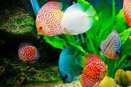 Tp. Hồ Chí Minh đặt mục tiêu kim ngạch xuất khẩu cá cảnh đạt ít nhất 22 triệu USD