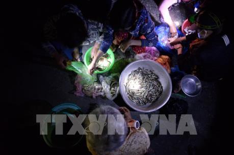 Lũ biến động bất thường - Bài 1: Lao đao mùa nước nổi