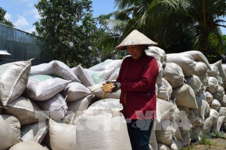 Lũ biến động bất thường - Bài 2: Thách thức của ngành nông nghiệp