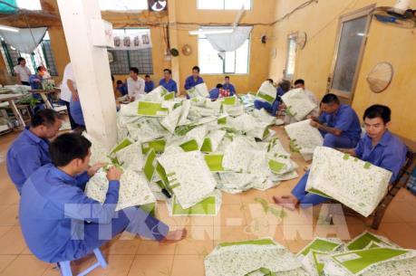 Số người loạn thần do sử dụng ma túy gia tăng nhanh chóng