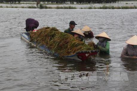 Đồng bằng sông Cửu Long mùa nước nổi - Bài 1: Ứng phó với lũ