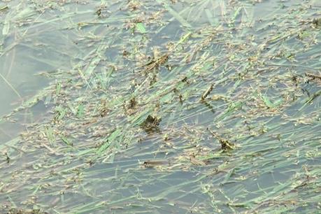 Đồng bằng sông Cửu Long mùa nước nổi: - Bài 2: Xả lũ đón phù sa