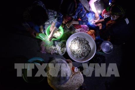 Đồng bằng sông Cửu Long mùa nước nổi - Bài 4: Lũ về mang theo nhiều tôm cá