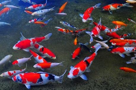 Nông dân Nam Định thu tiền tỷ từ nuôi cá Koi trên sông Hồng