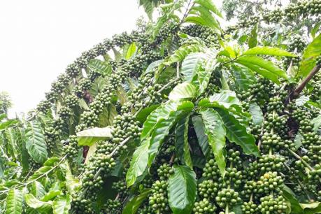 Thông tin về việc tư thương mua lá cà phê giá cao bất thường là không đúng sự thật