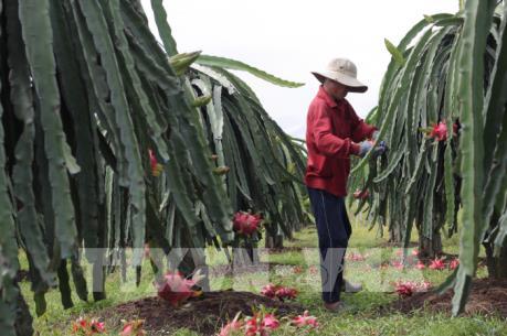 Khó khăn đầu ra cho sản phẩm thanh long ruột đỏ