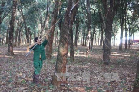 Gỗ cao su là nguồn nguyên liệu quan trọng cho ngành gỗ Việt Nam
