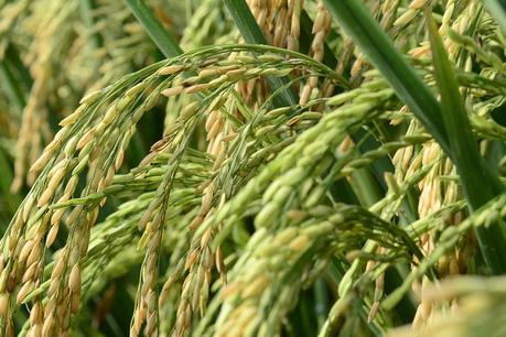 SSI đăng ký mua gần 2,7 triệu cp PAN