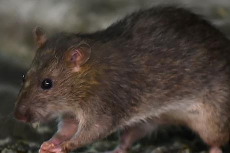 Hong Kong phát hiện bệnh nhân lây virus viêm gan E từ chuột