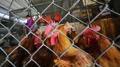 Phát hiện ổ dịch cúm gia cầm ở tỉnh Quý Châu - Trung Quốc