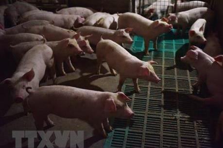 Giá lợn hơi hôm nay 24/9 giảm 1.000 đồng/kg tại nhiều tỉnh thành phía Bắc