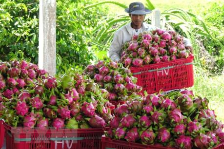 Cung vượt cầu, giá trái thanh long giảm mạnh