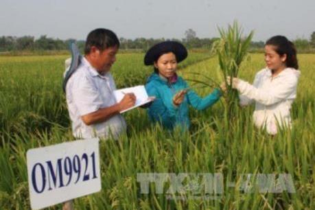 Vinaseed đặt mục tiêu duy trì tăng trưởng 25%