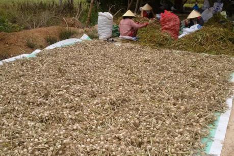 Khánh Hòa: Thương lái không mua, hàng trăm tấn tỏi có nguy cơ đổ bỏ