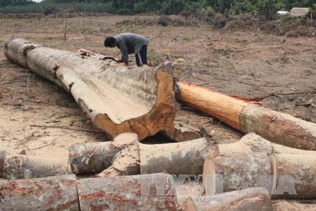 Kiểm lâm Bình Phước phát hiện vụ phá rừng lấy gỗ khá nghiêm trọng