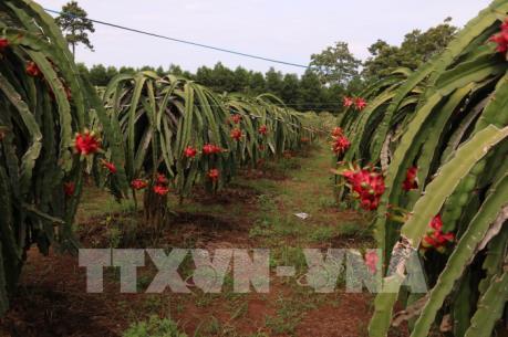 Thanh Long rớt giá, nông dân có nguy cơ lỗ nặng