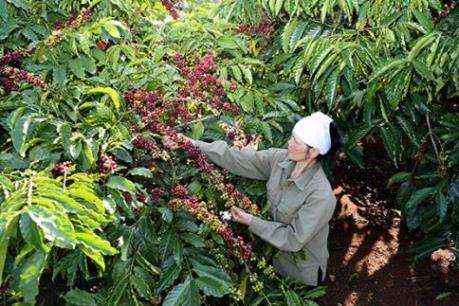 Nestlé Việt Nam có sản phẩm mới