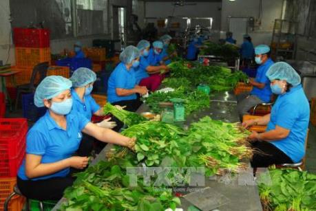 Bà Rịa-Vũng Tàu: Hơn 40% hợp tác xã nông nghiệp hoạt động khá, tốt