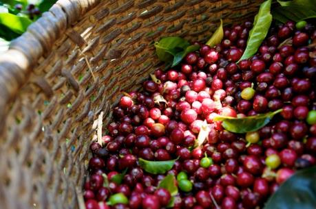 Thời tiết không thuận lợi, sản lượng cà phê giảm mạnh