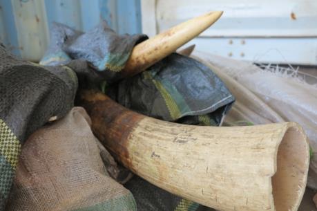 Phát hiện số lượng ngà voi và vảy tê tê lớn nhất trong năm