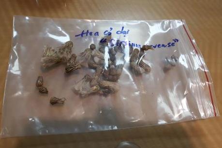 Khắc phục tình trạng lúa mì nhập khẩu có cỏ cirsium arvense