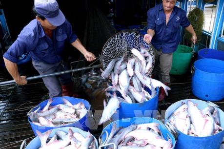 Cá tra Việt Nam: Cơ hội rộng mở nhưng không được chủ quan