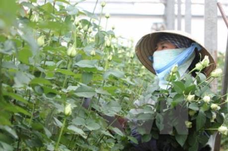 Giá hoa hồng Đà Lạt bất ngờ tăng cao 2-3 lần