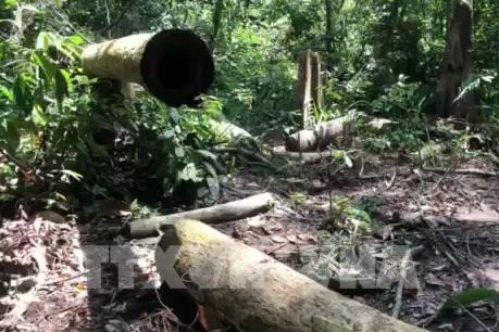 Lâm Đồng xử nghiêm người đứng đầu tại địa bàn để xảy ra phá rừng