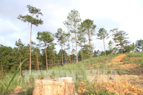 Phó Thủ tướng yêu cầu tỉnh Lâm Đồng làm rõ các vụ phá rừng