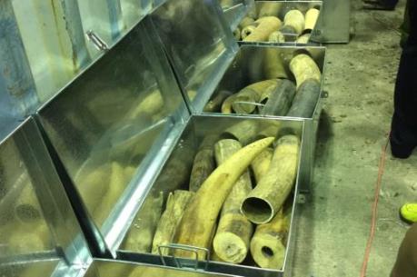 Cận cảnh số ngà voi và vảy tê tê bị bắt giữ lớn nhất nhiều năm gần đây