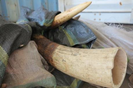 Phát hiện loạt vụ vận chuyển ngà voi và sản phẩm từ ngà voi 