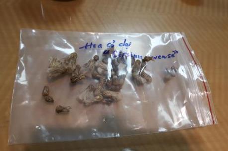 Nhập khẩu lúa mì gặp khó khăn vì quy định cỏ dại Cirsium Arvense